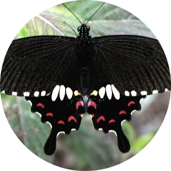Common Mormon
