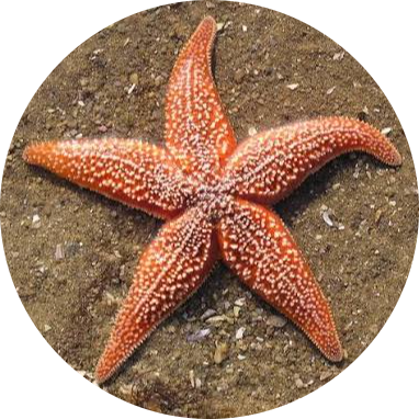 Common Starfish