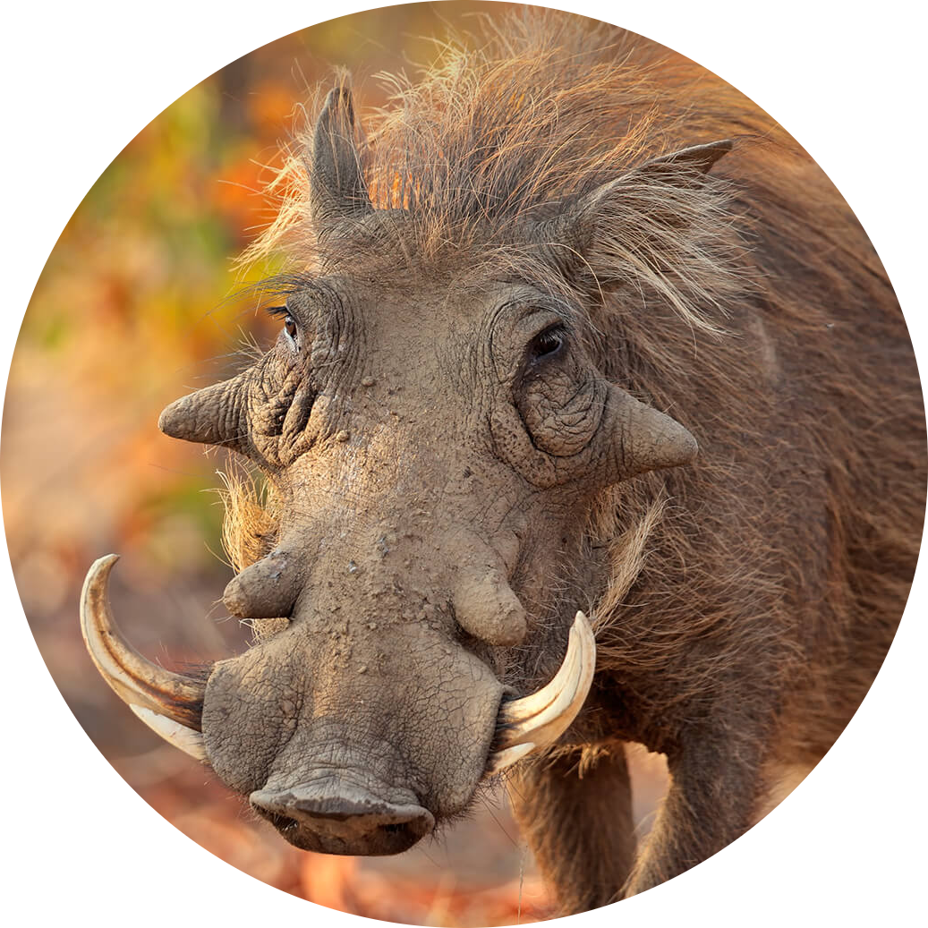 Common Warthog