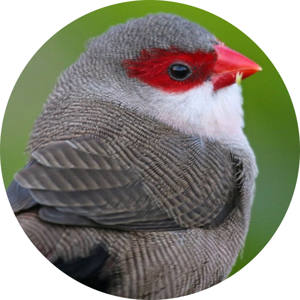 Common Waxbill