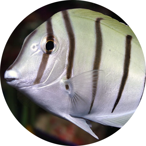 Convict Tang