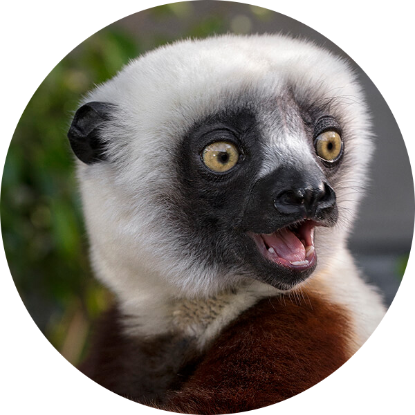 Coquerel’s Sifaka