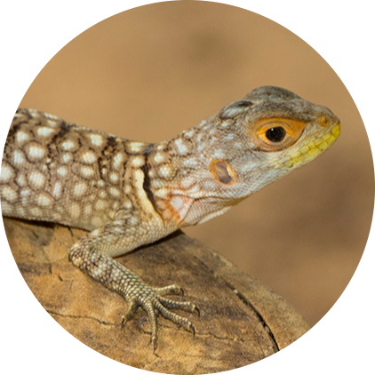 Cuvier’s Madagascar Swift