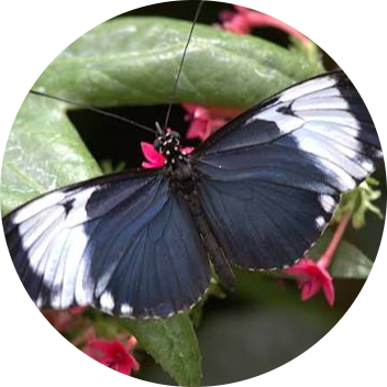 Cydno Longwing Butterfly