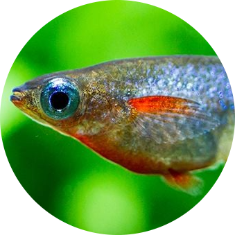 Daisy’s Blue Ricefish