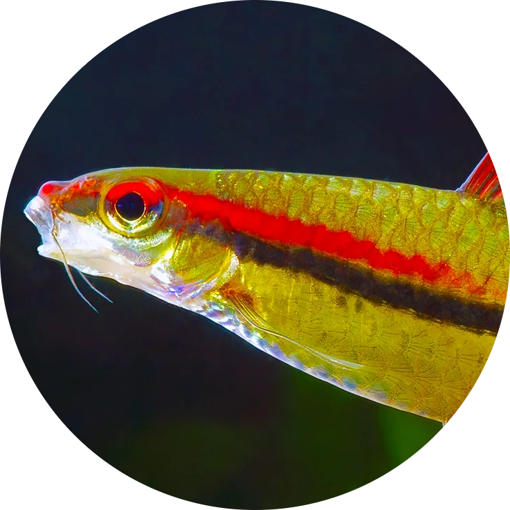 Denison Barb