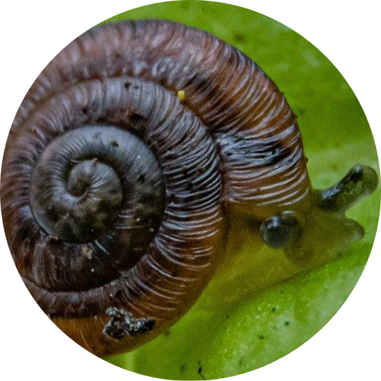 Desertas Island Land Snail