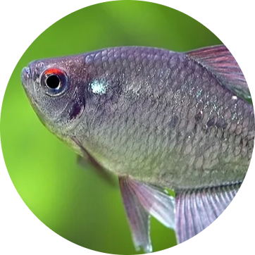 Diamond Tetra