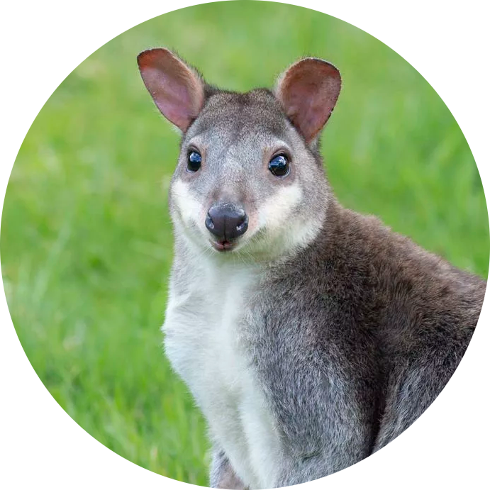 Dusky Padamelon