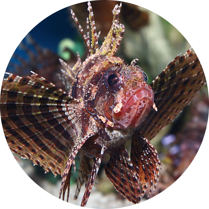Dwarf Lionfish