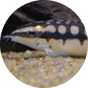 Dwarf Loach