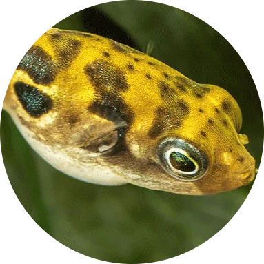 Dwarf Pufferfish