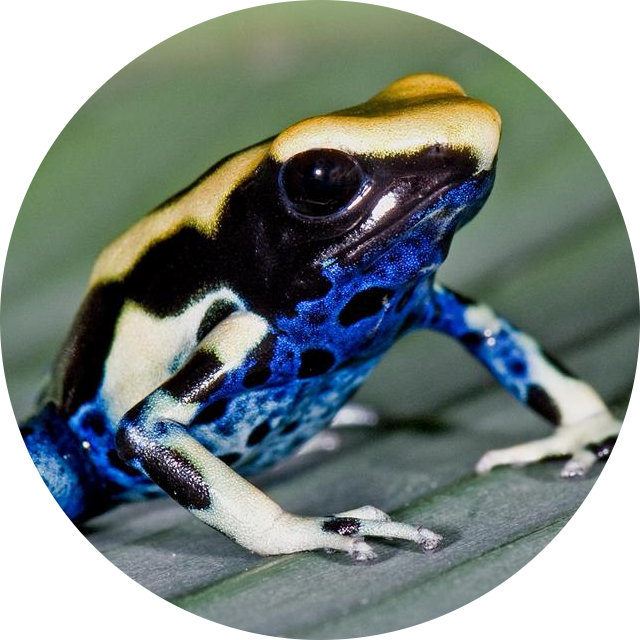 Dyeing Poison Dart Frog