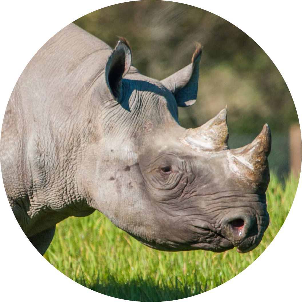 Eastern Black Rhinoceros
