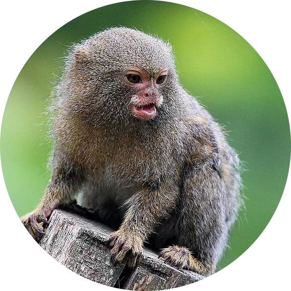 Eastern Pygmy Marmoset