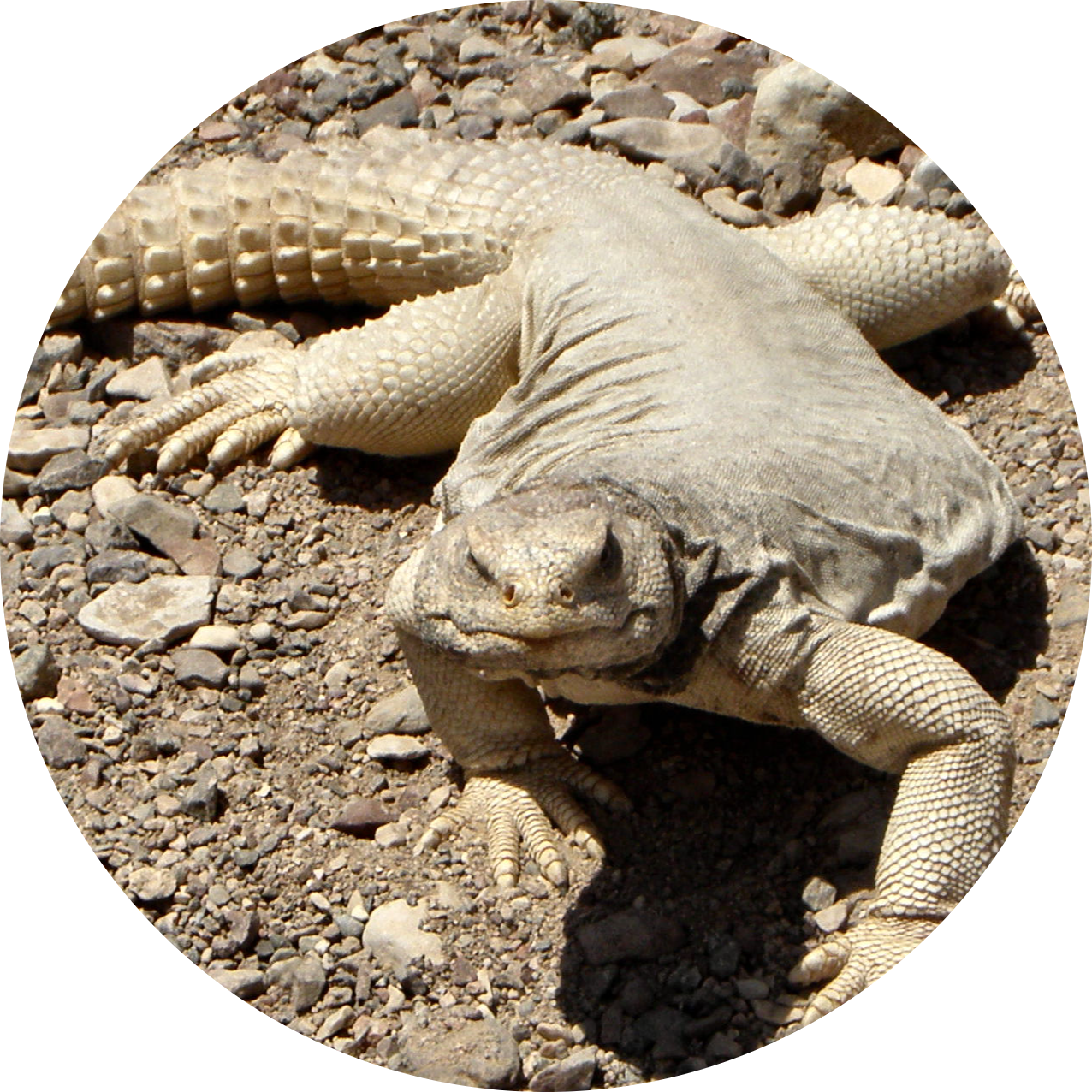 Egyptian Spiny-tailed Lizard