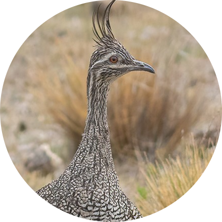 Elegant Crested Tinamou