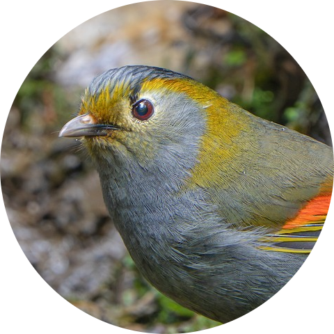 Emei Shan Liocichla