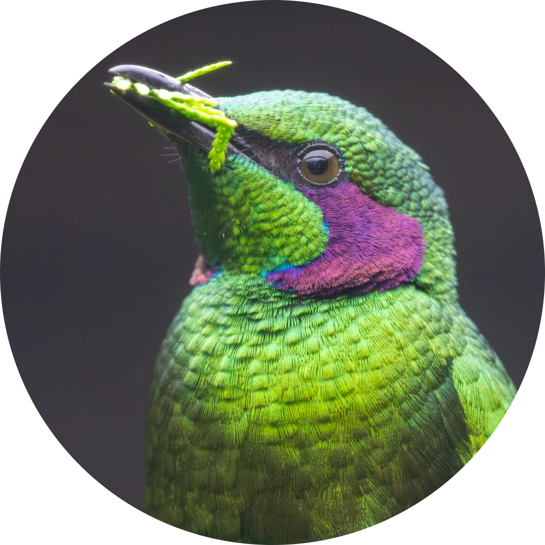 Emerald Starling
