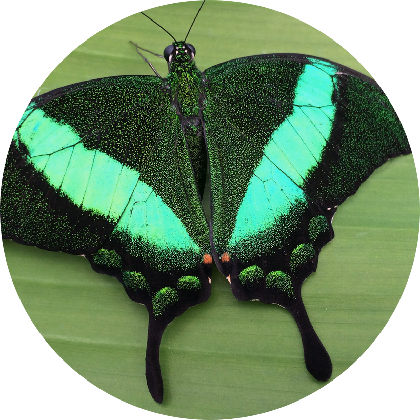 Emerald Swallowtail