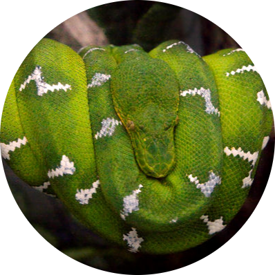 Emerald Tree Boa