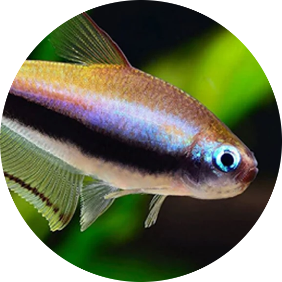 Emperor Tetra