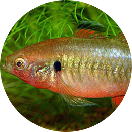 Empire Gudgeon