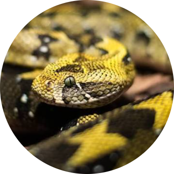 Ethiopian Mountain Adder