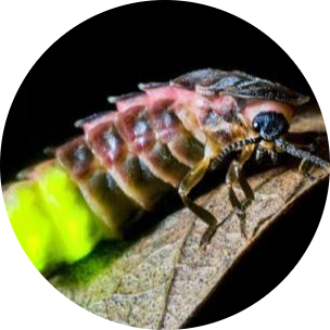 European Glow-worm
