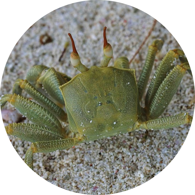 European Green Crab
