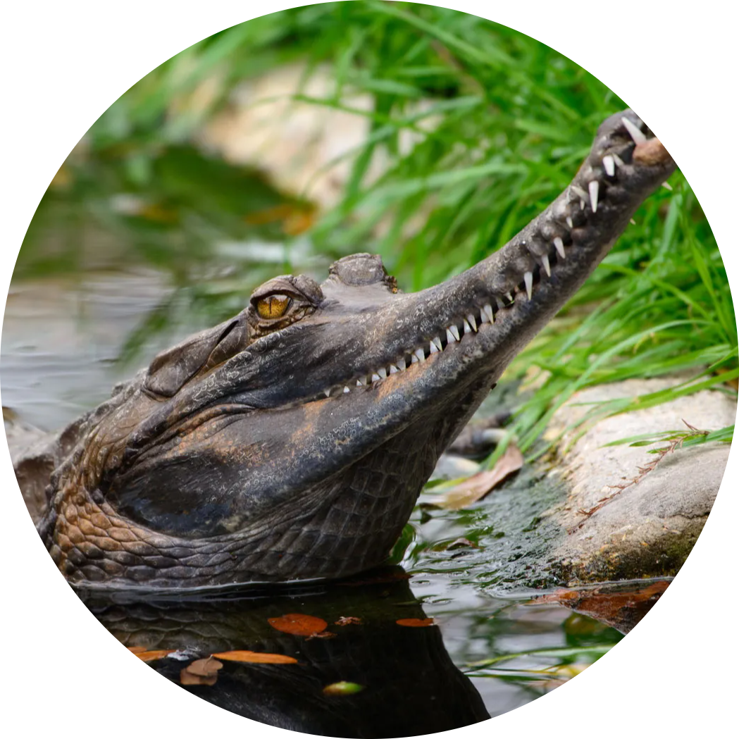 False Gharial