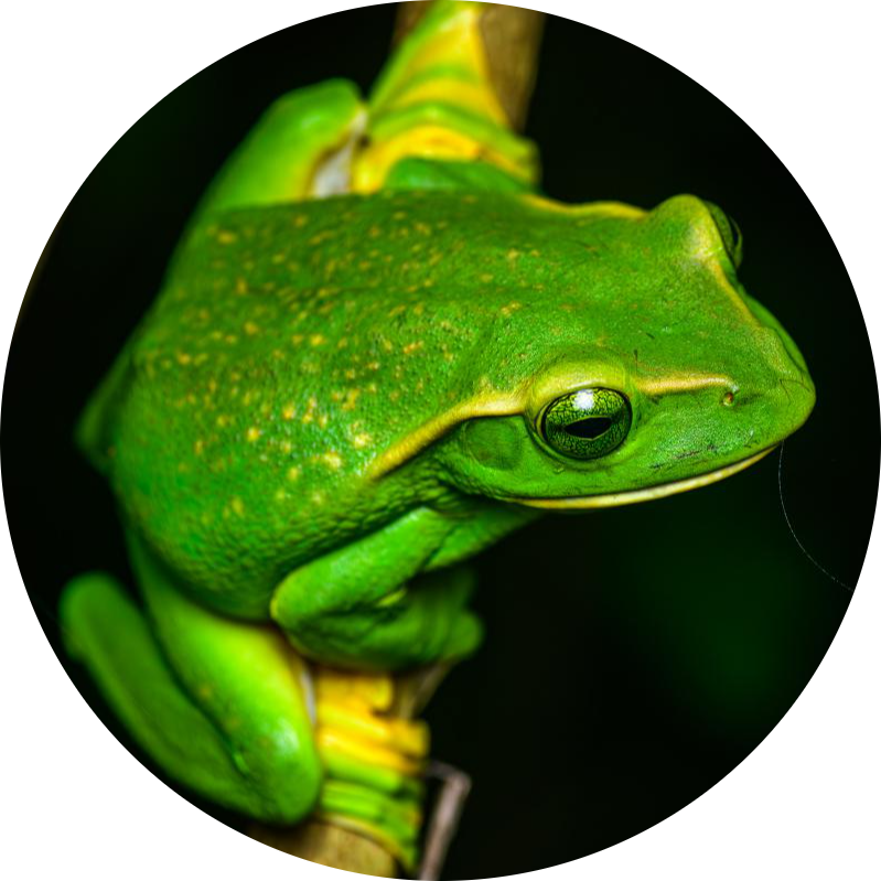 Fea’s Tree Frog