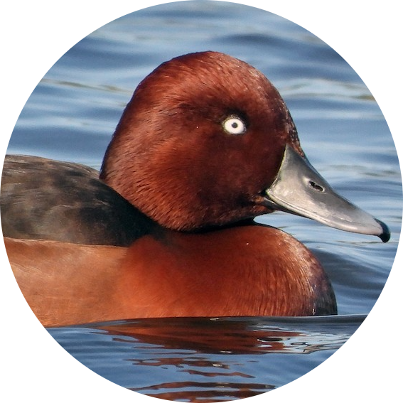 Ferruginous Duck