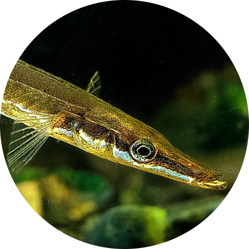 Fifteen-spined Stickleback