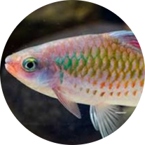 Filament Barb