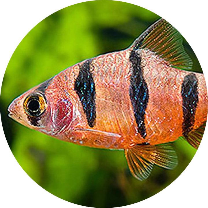 Fiveband Barb