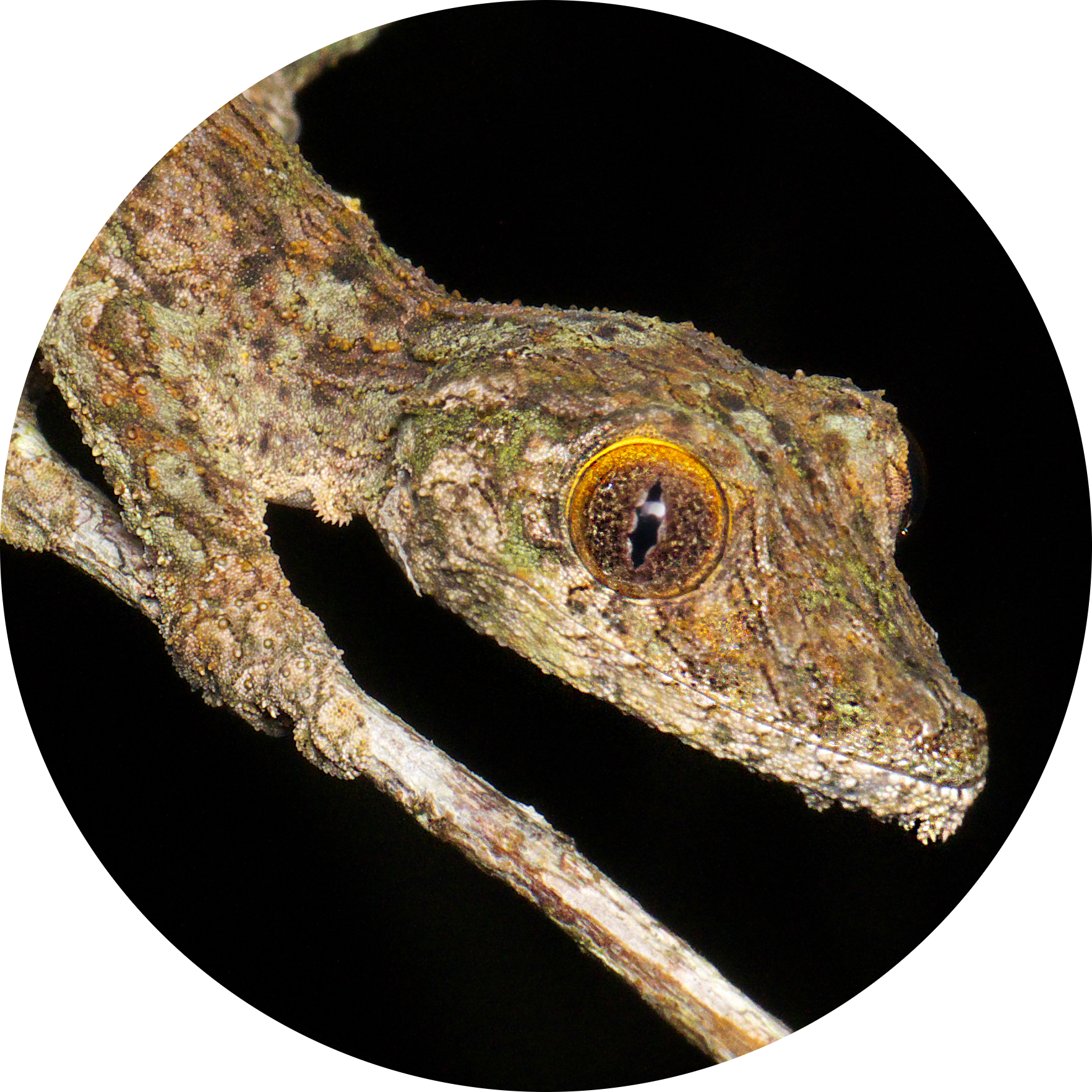 Flat-tailed Day Gecko