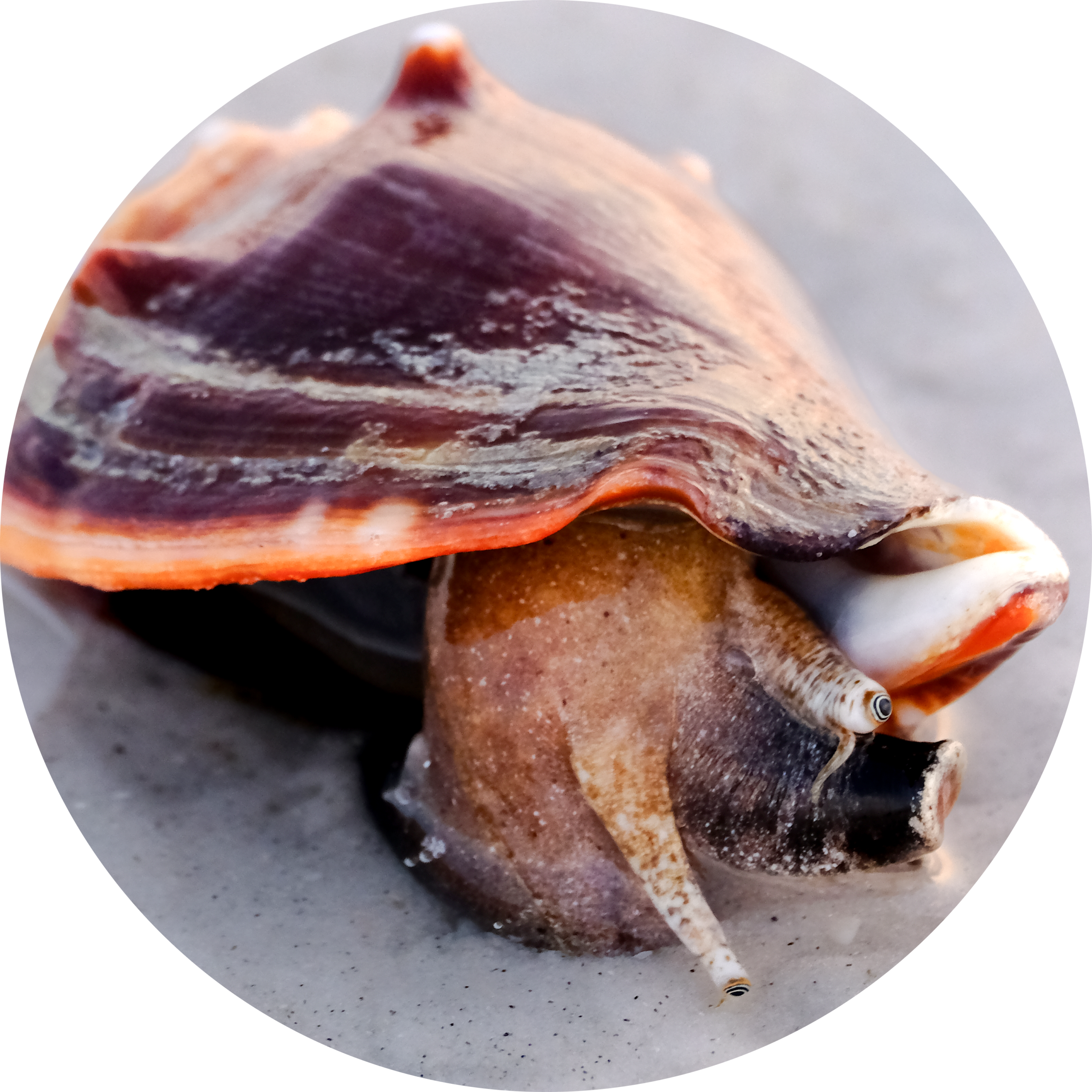 Florida Fighting Conch