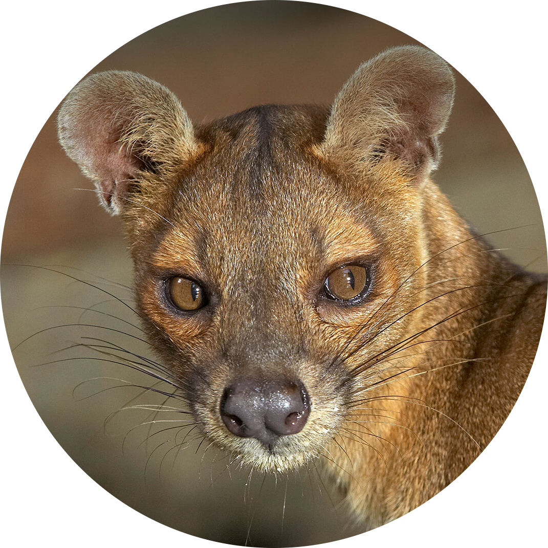Fossa