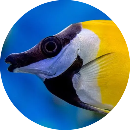 Foxface Rabbitfish