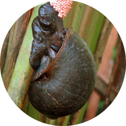 Freshwater Snail