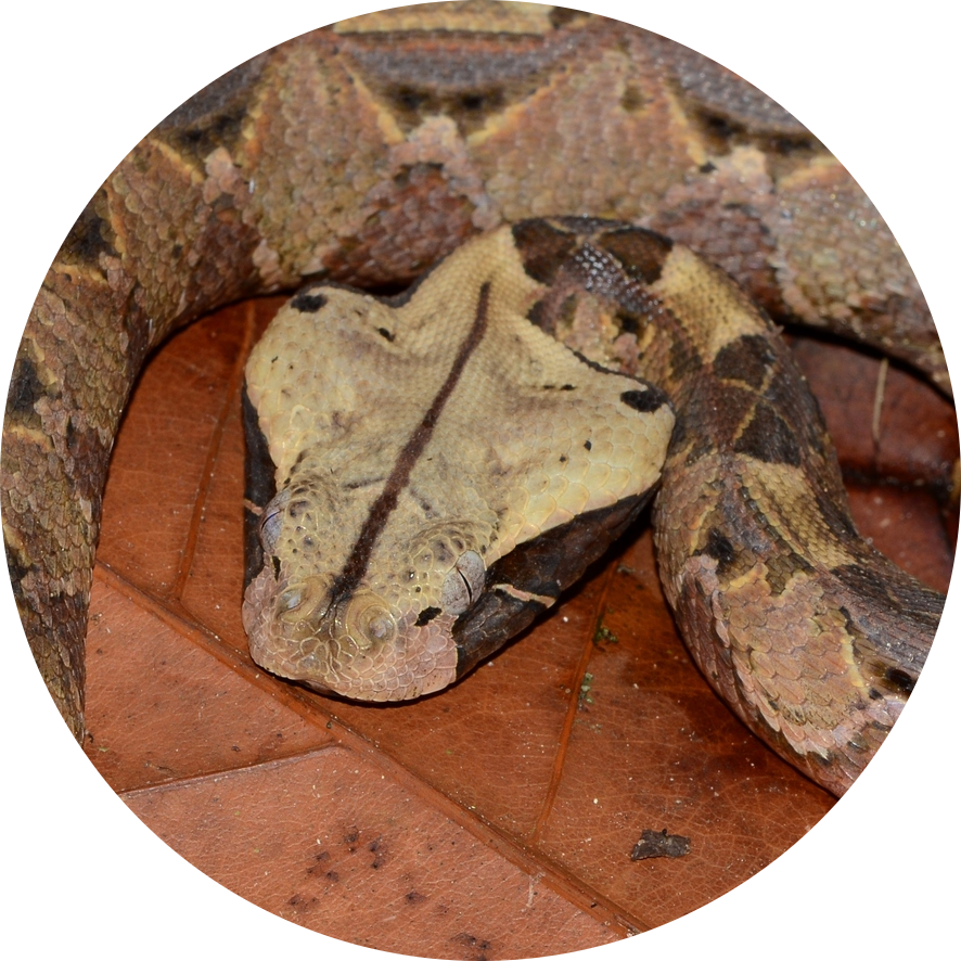 Gaboon Viper