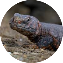 Geyr’s Spiny-tailed Lizard