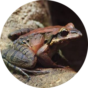 Giant Ditch Frog