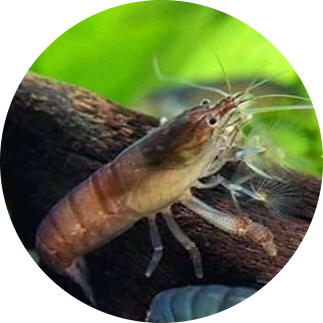 Giant Fan Shrimp