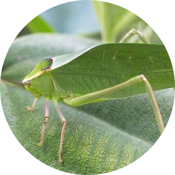 Giant Florida Katydid