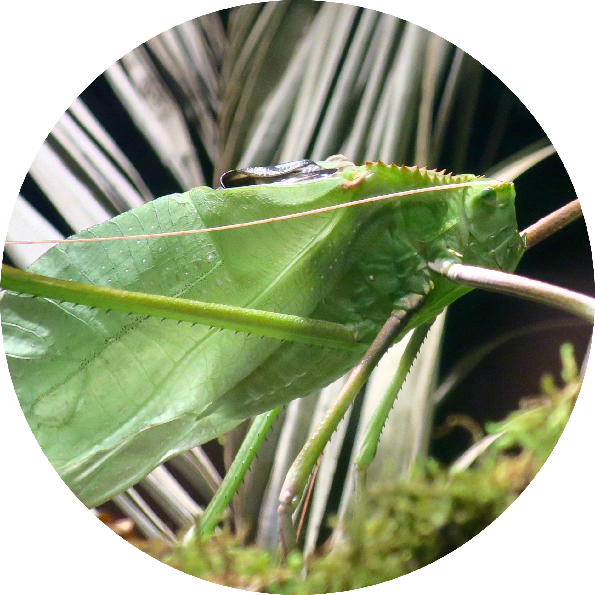 Giant Malaysian Katydid