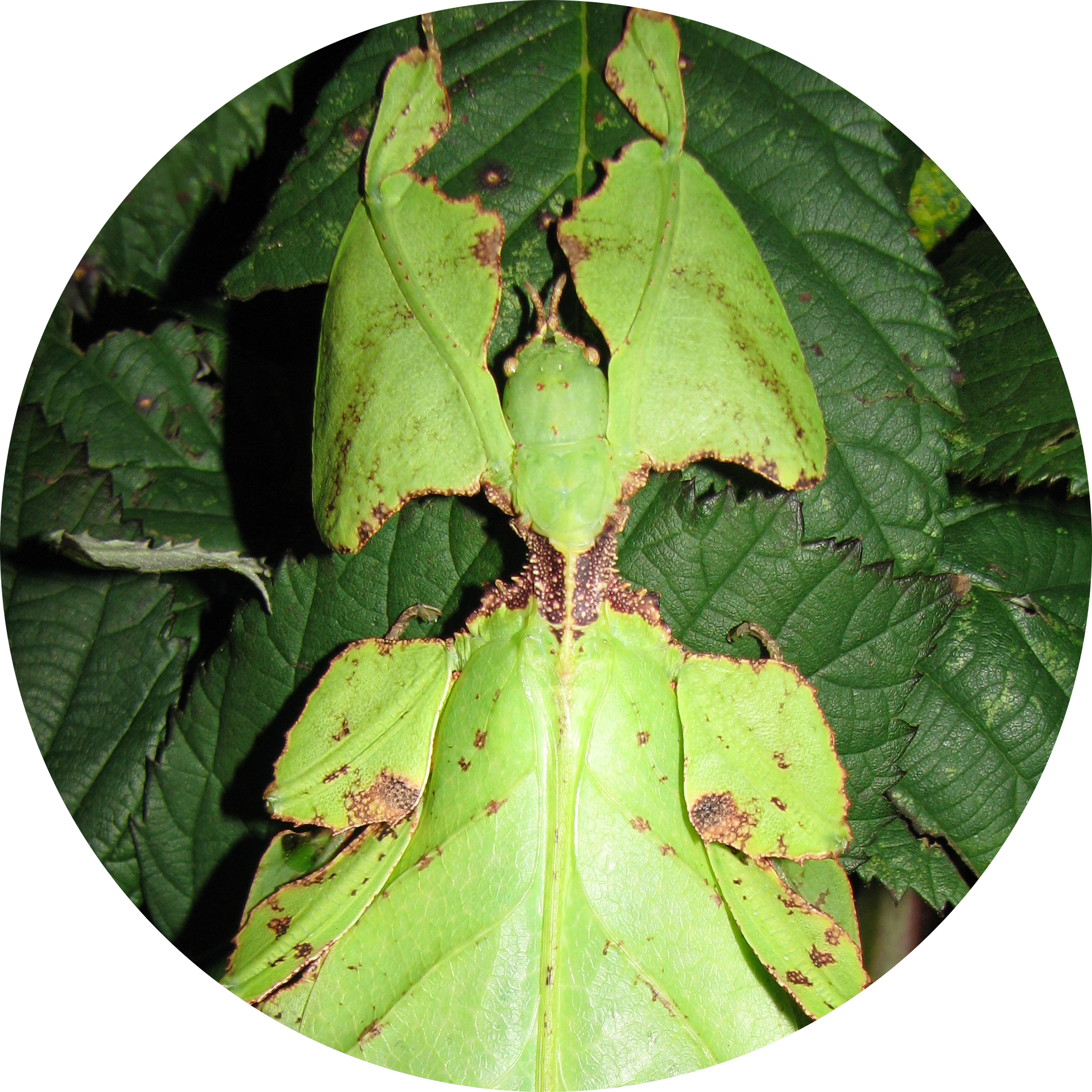 Giant Malaysian Leaf Insect