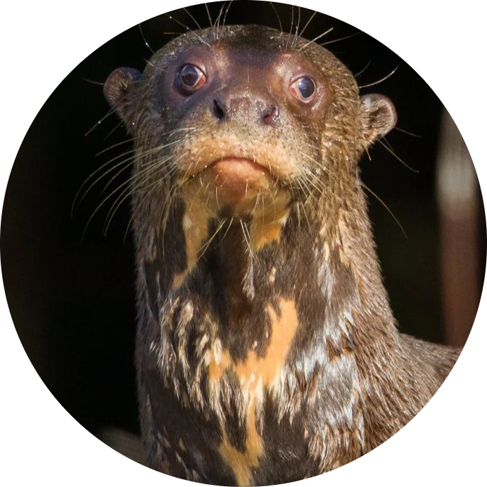 Giant Otter