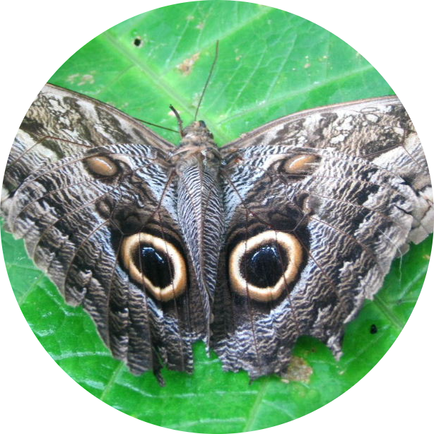 Giant Owl Butterfly
